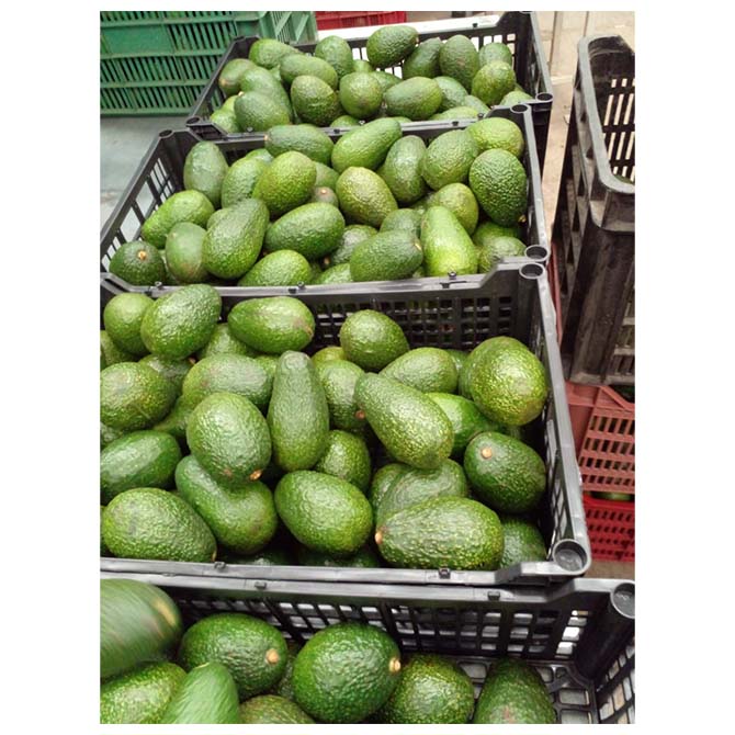 Estilo ...Tipo fresco...AGUACATE Tipo de producto...Variedad de fruta tropical y subtropical......contáctenos Tipo de cultivo...contáctenos Color...verde
