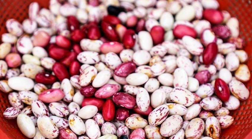 Vendemos frijoles de alta calidad