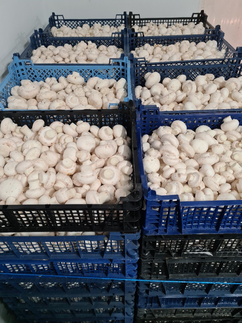 Vendo setas con fines industriales, envasadas en cajas de 3 kg, cantidades semanales de unos 400-500 kg