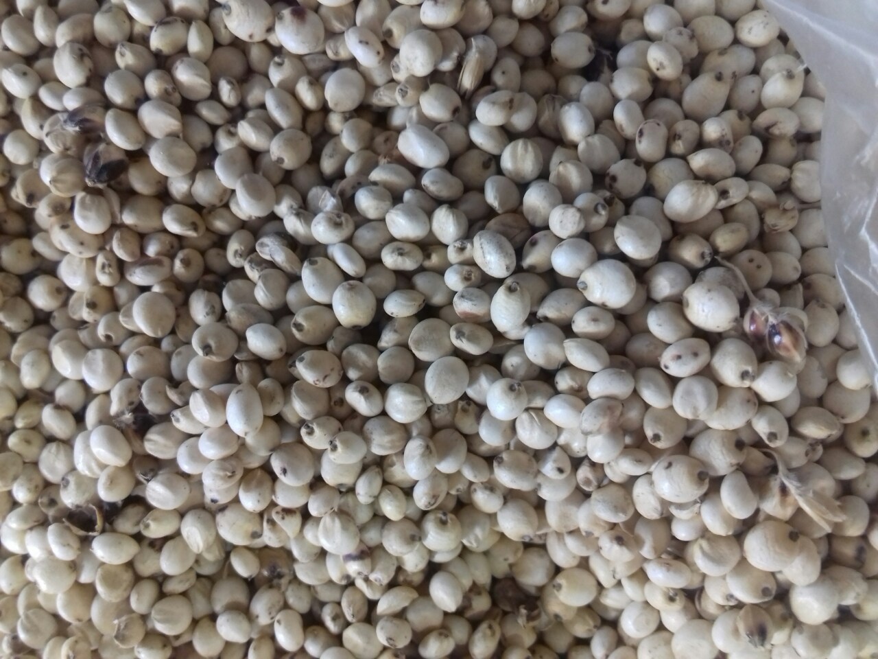 Sorgo ROJO - 200 toneladas métricas