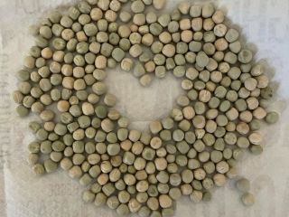 Venderé semillas de guisantes verdes secos. Germinación del 93%.