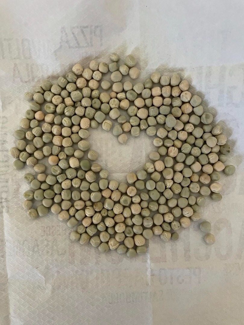 Venderé semillas de guisantes verdes secos