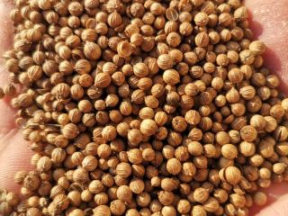 Vendo cilantro entero, pureza 99%