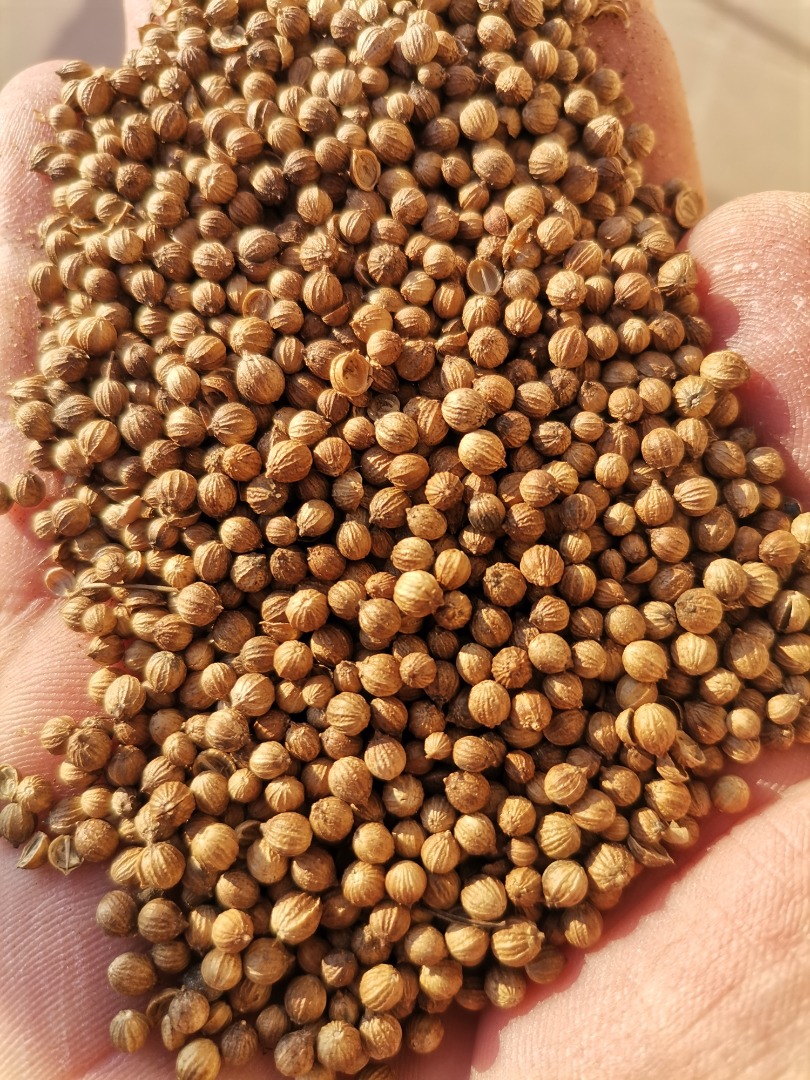 Vendo cilantro entero, pureza 99%