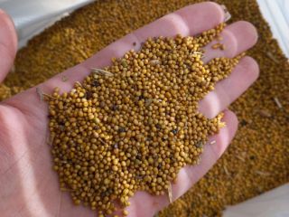 El grupo de empresas «ExportGrain» exporta mostaza (negra, amarilla