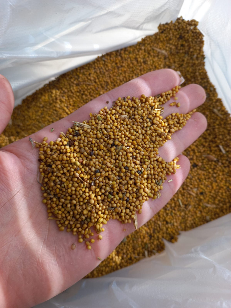 El grupo de empresas «ExportGrain» exporta mostaza (negra, amarilla y blanca), con origen en Kazajistán y entrega FCA Kazajistán
