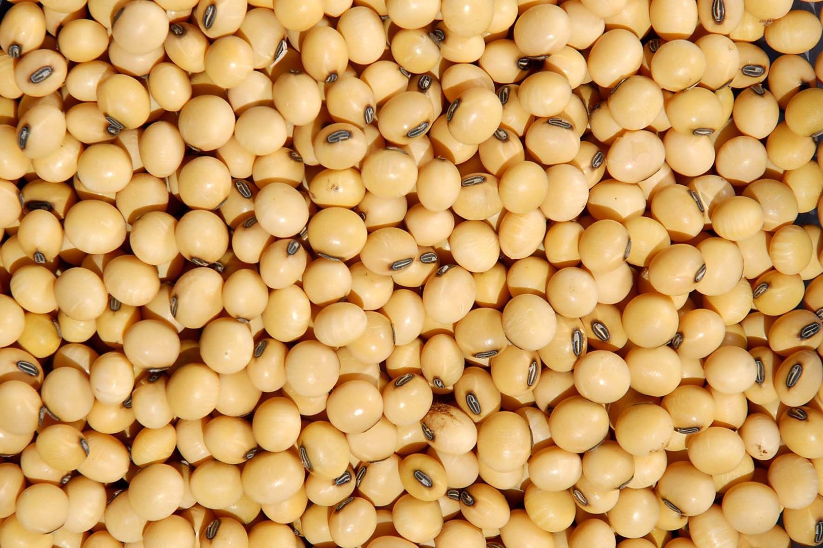 El grupo de empresas "ExportGrain" exporta soja, origen Kazajstán, FCA Kazajstán