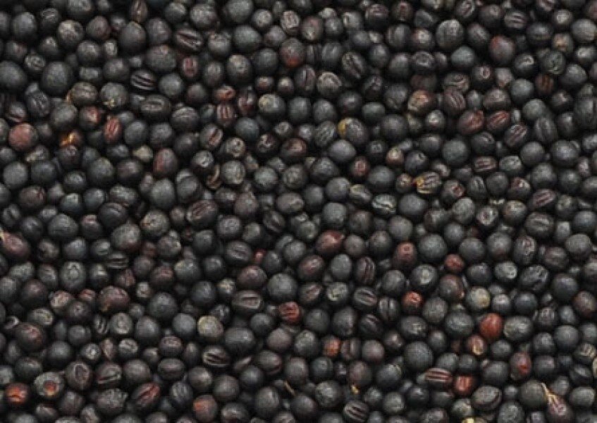 El grupo de empresas "ExportGrain" exporta colza, origen Kazajstán, FCA Kazajstán