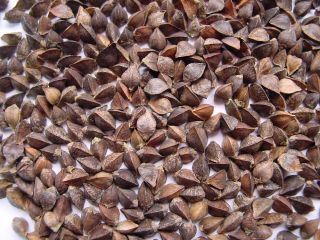El grupo de empresas «ExportGrain» exporta trigo sarraceno, originario