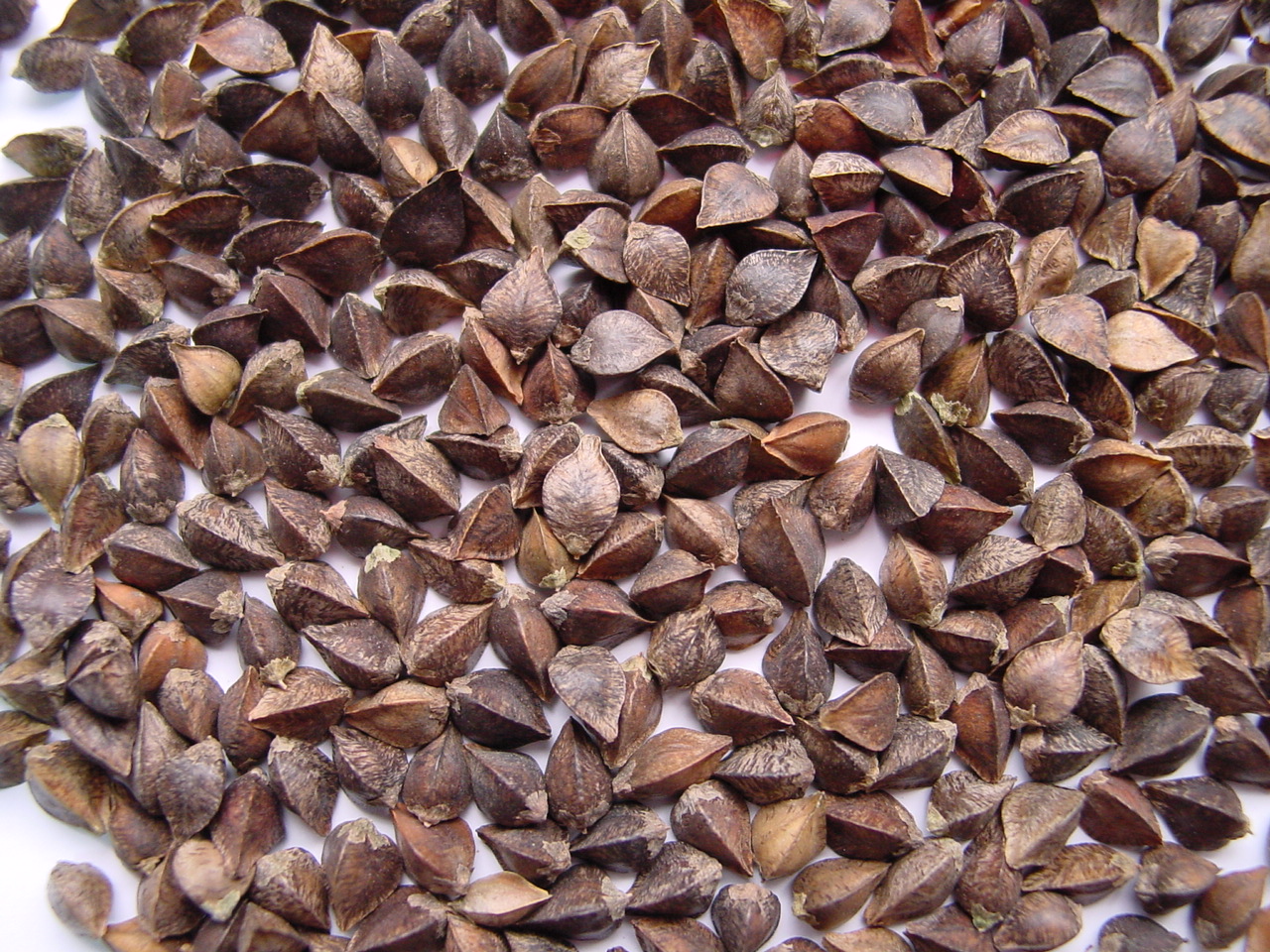 El grupo de empresas «ExportGrain» exporta trigo sarraceno, originario de Kazajistán, bajo la modalidad FCA Kazajistán