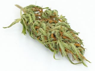 Ofrezco a la venta CBD seco polaco El cáñamo