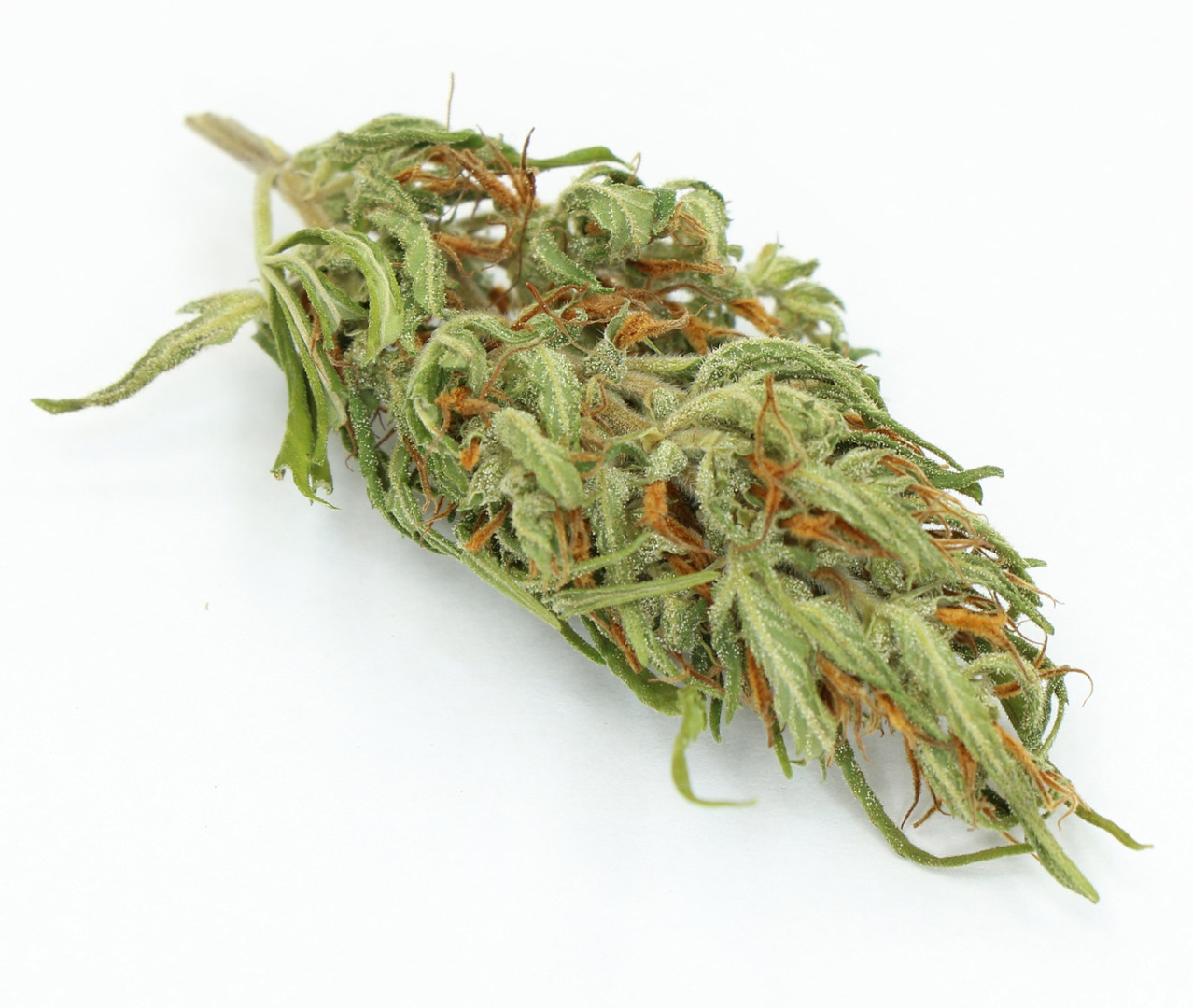 Ofrezco a la venta CBD seco polaco El cáñamo se cultivó en un invernadero con el uso de fertilizantes orgánicos con el uso de semillas certificadas de élite