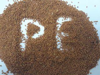 Semillas de Camelina orgánicas disponibles en grandes volúmenes en