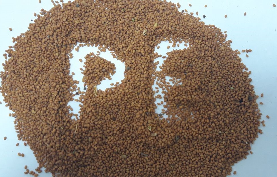 Semillas de Camelina orgánicas disponibles en grandes volúmenes en nuestro almacén