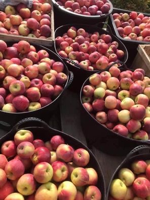 Manzanas Florina a la venta! ¡Tenemos 5 toneladas! 2 lei por kg, pero el precio es negociable si se trata de grandes cantidades