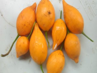 compre cápsulas de iboga de calidad, iboga TA, corteza