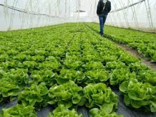 Ensalada de mantequilla, origen Serbia, contacto Whatsapp, Viber