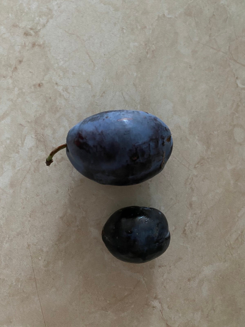 Stanley Plum Vendemos grandes cantidades de variedades de Stanley Plum directamente del productor