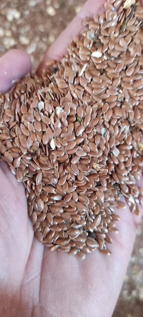 Se vende linaza de calidad, pureza >98%, en big bags o sacos de 50/20kg, humedad
