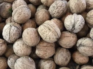 Compraré Nuez Entera a partir de 500 kg. Nuez