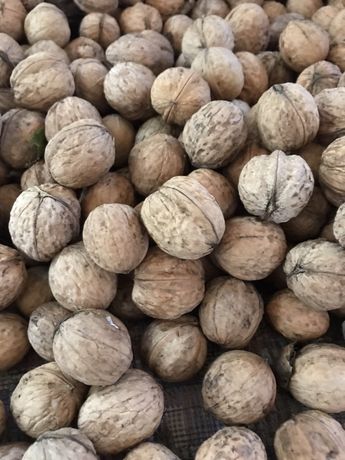 Compraré Nuez Entera a partir de 500 kg