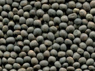 El grupo de empresas ExportGrain exporta veza, origen Kazajstán,