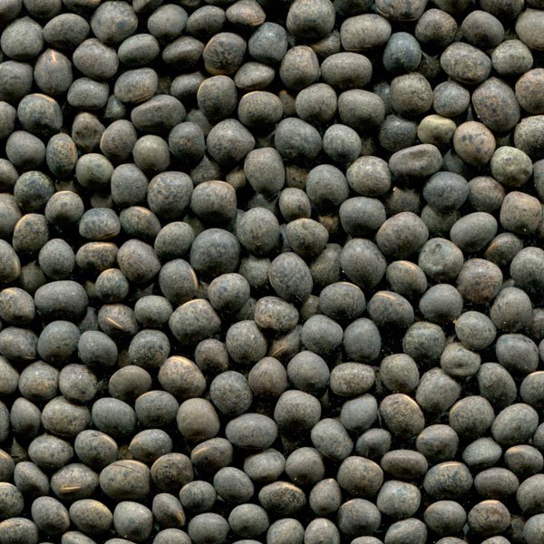 El grupo de empresas ExportGrain exporta veza, origen Kazajstán, FCA Kazajstán