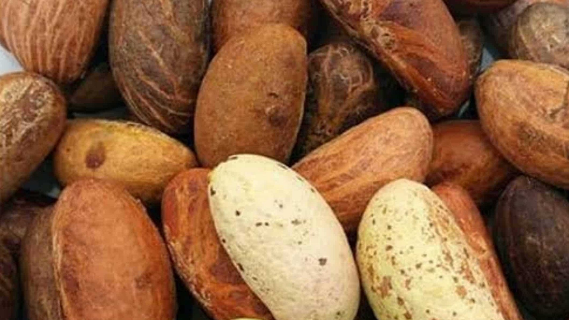 Estimado señor/señora Estamos en el suministro de Garcinia Kola, una forma típica de hierbas que sirve como estimulante de la salud y suplementos dietéticos y