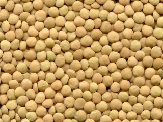 El grupo de empresas ExportGrain exporta lentejas verdes, origen