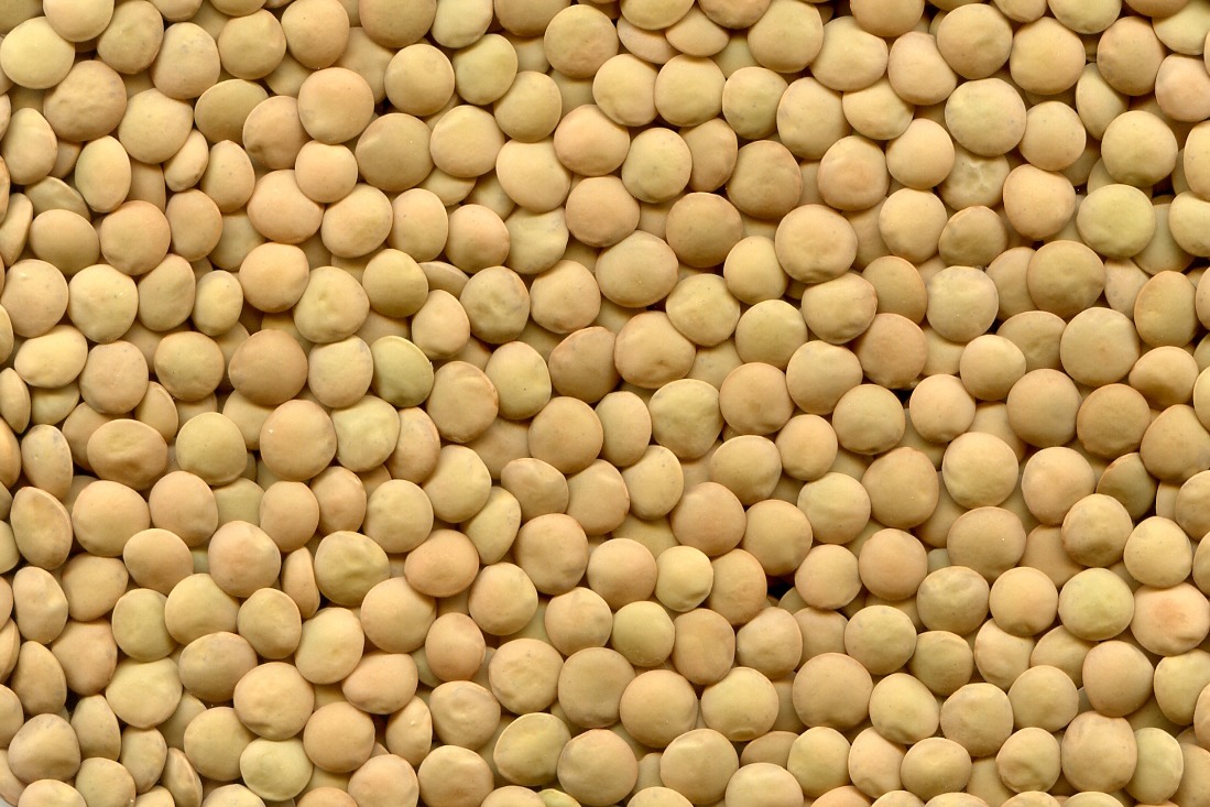 El grupo de empresas ExportGrain exporta lentejas verdes, origen Kazajstán, FCA Kazajstán