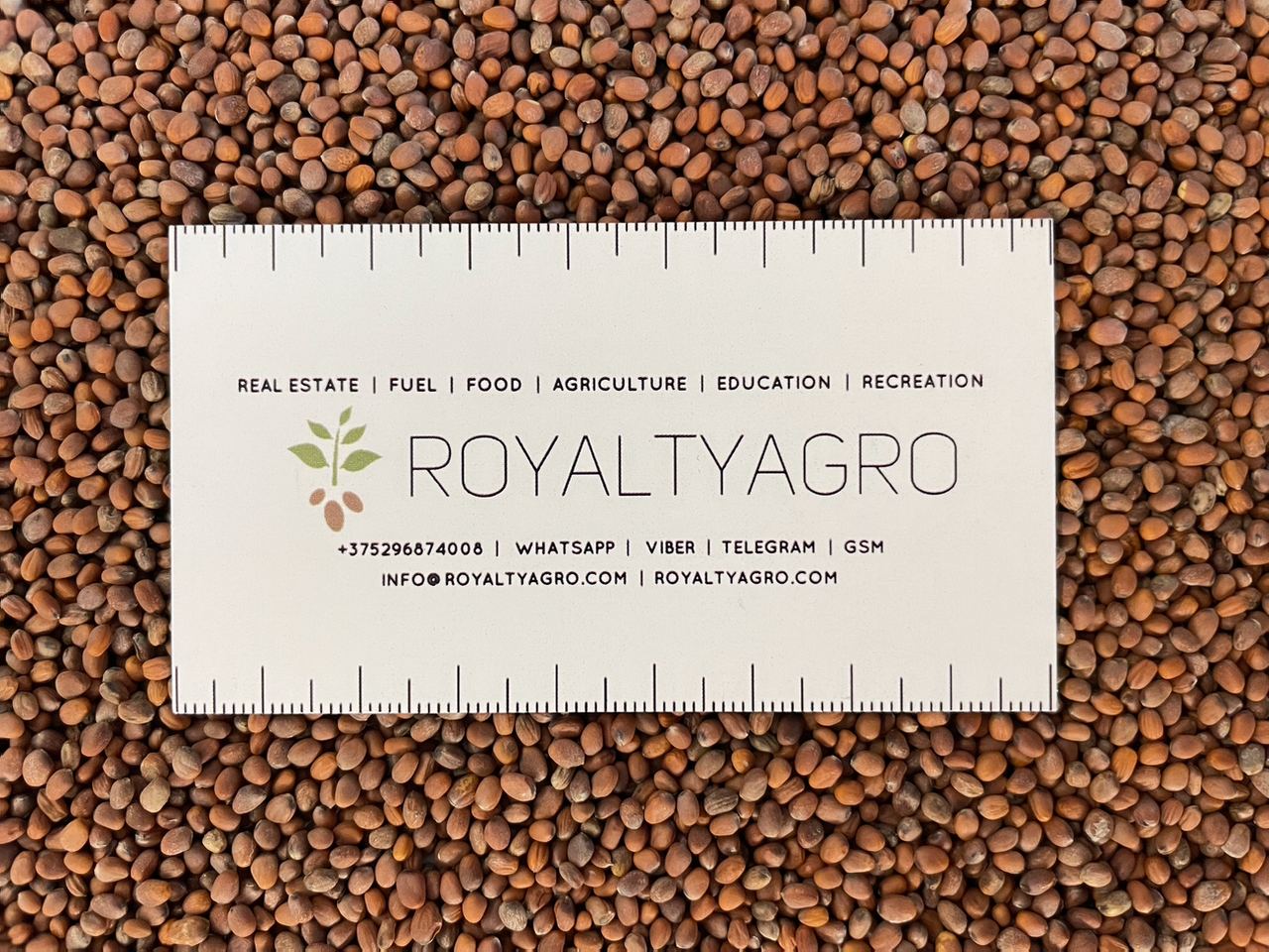 También disponible rábano 105 toneladas en Big Begach, origen Bielorrusia