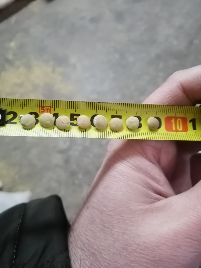 Venta de Lentejas Verdes, envasado en Big Bags o sacos de 50 kg, pureza 99%, humedad