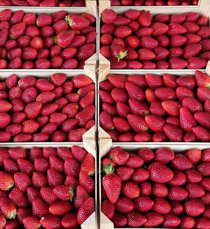 Fresa española, clase extra, envases de 2kg, 1kg, 500g, 250g