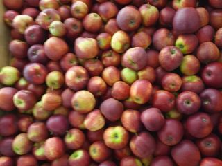 Ulo. El precio de las manzanas es bueno.