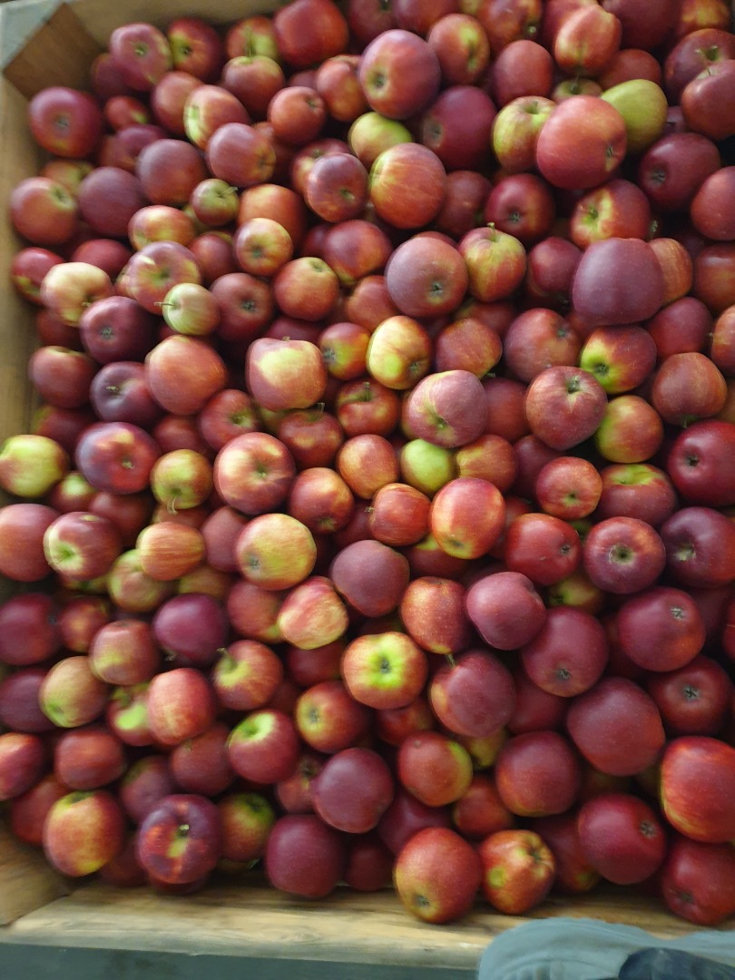 Ulo