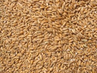 Vendo alrededor de 38-40 toneladas de trigo de panadería
