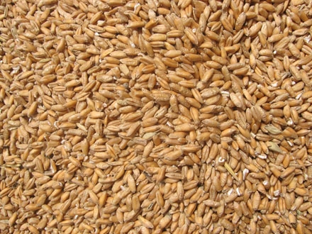 Vendo alrededor de 38-40 toneladas de trigo de panadería rubinsko, producción 2021