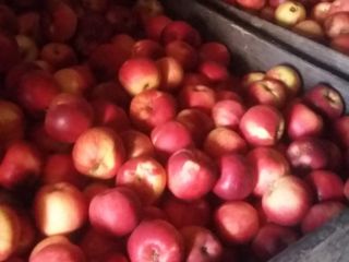 Estoy vendiendo manzanas y jugos de consumo al precio