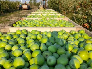 Todas las manzanas son de calidad 1.