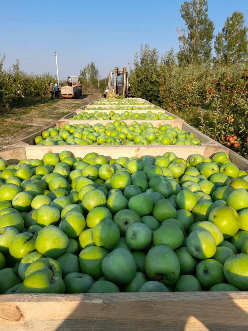Todas las manzanas son de calidad 1