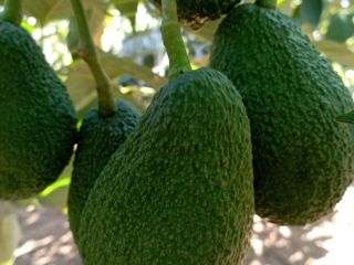 Aguacate fresco, de Marruecos para más información puedes contactarme