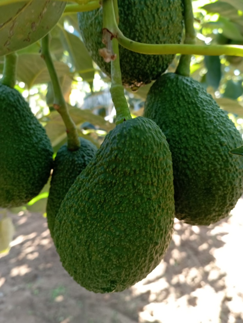 Aguacate fresco, de Marruecos para más información puedes contactarme en whatsapp business
