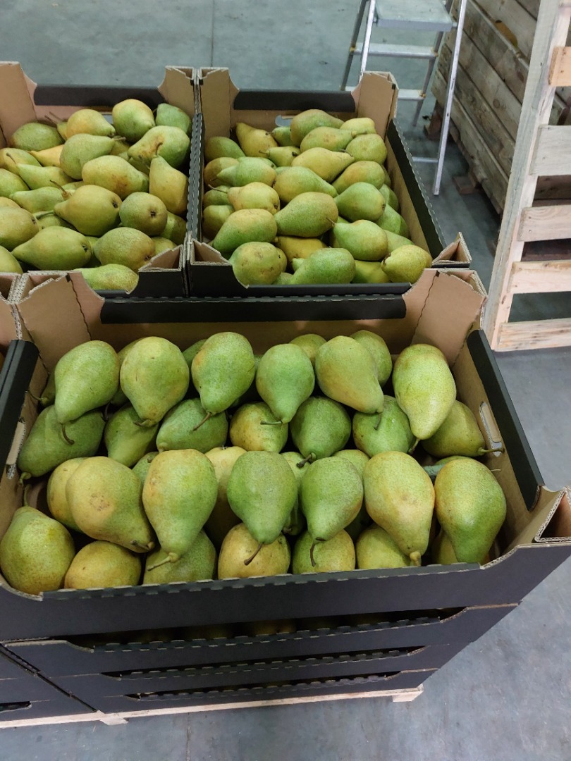 Venderé peras Xenia, las pondré en cualquier paquete
