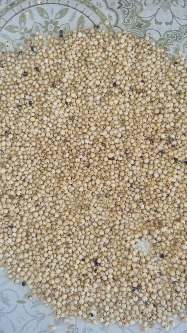 Venderé sorgo rojo 200 toneladas