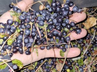 arándano (blueberry) silvestre ultracongelado IQF sin limpieza, es posible