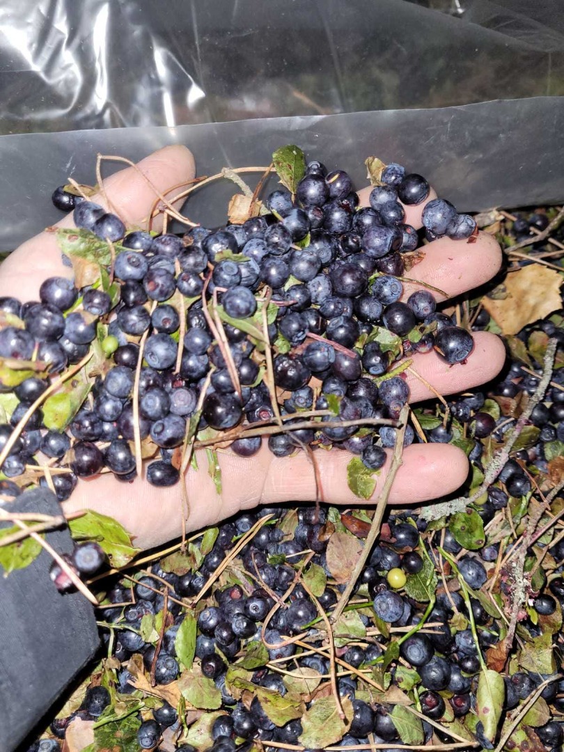 arándano (blueberry) silvestre ultracongelado IQF sin limpieza, es posible limpiar y envasar en cartón 5-10 kg