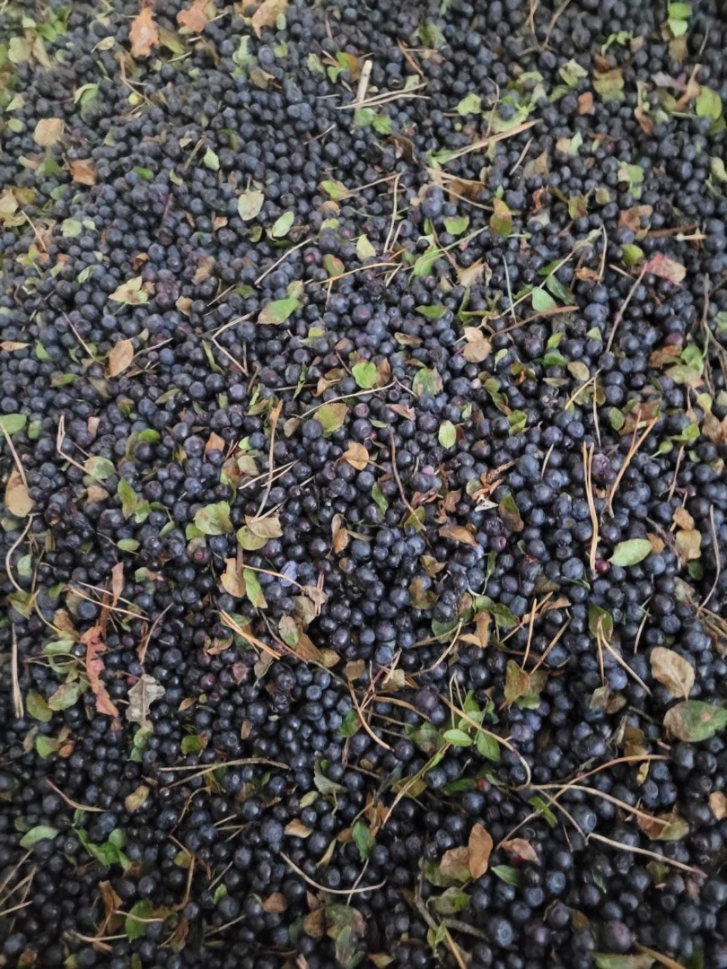 arándano (arándano) congelado rápidamente IQF