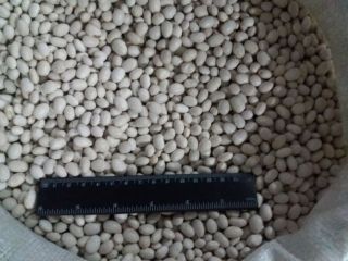 Vendemos frijoles de diferentes variedades en grandes volúmenes. Todos