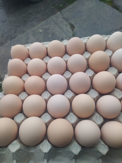¡Hola! Vendo huevos crema de corral 1A, 1B