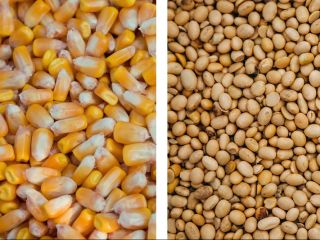 Compramos maiz, soya compro mayoreo, soya mayoreo pequeño, maiz.